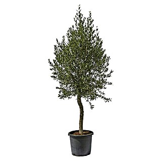 Piardino Olivenbaum (Olea europaea, Topfgröße: 26 cm, Aktuelle Wuchshöhe: 80 cm - 100 cm)