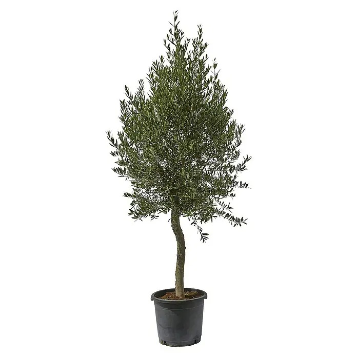 olivenbäume wachstum Olivenbaum Dünger von Flora Boost main image 0