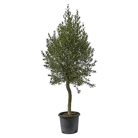 thuja homeo medicine Thuja Occidentalis - Shop Homeopathic Medicine Online main image 0