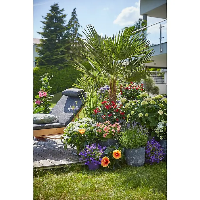 Piardino StrauchroseRosa x 'Zepeti'®, Topfvolumen: 6 l, Rubinrot - Ein sonniges Gartenparadies mit üppigen Blumen in Töpfen, einer Palme und einer einladenden Liege für entspannte Stunden im Freien.