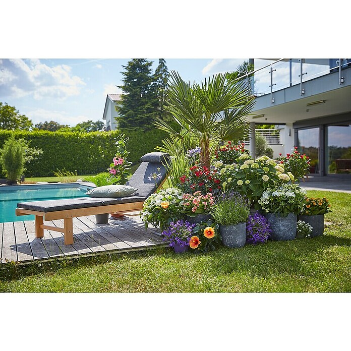 Piardino Hanfpalme (Trachycarpus fortunei, Topfgröße: 26 cm)