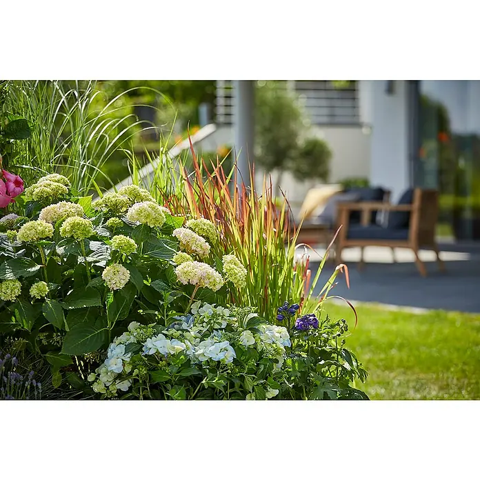 Piardino Hortensie - Hydrangea 'Endless Summer'®, Blau/Rosa/Weiß - Eine üppige Hydrangea-Pflanze mit weißen und grünen Blütenköpfen, umgeben von dekorativen Gräsern, vor einem modernen Haus.
