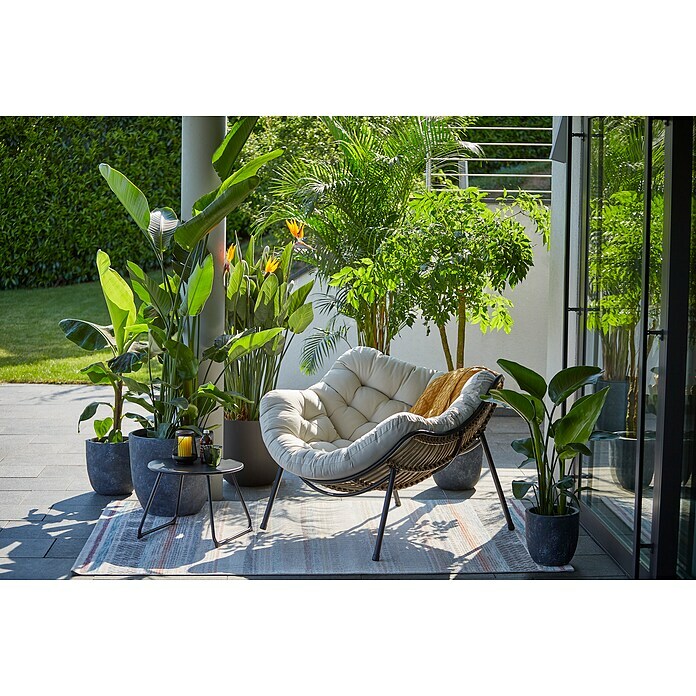Piardino Paradijsvogelplant (Strelitzia nicolai, Potmaat: 27 cm) | BAUHAUS