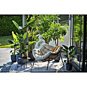 Piardino Paradijsvogelplant (Strelitzia nicolai, Potmaat: 27 cm) | BAUHAUS