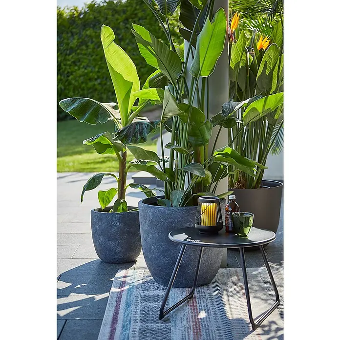 Piardino Baumstrelitzie - Strelitzia nicolai, Topfgröße: 27 cm - Nahaufnahme von drei großen Pflanzenkübeln mit tropischen Pflanzen auf einer Terrasse, mit einem kleinen Tisch mit Deko.