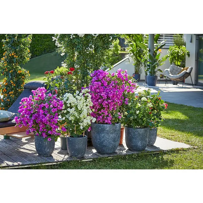 Piardino Drillingsblume Spalier - Bougainvillea glabra, Topfgröße: 19 cm - Bunte Blumenarrangements in grauen Töpfen zieren eine Holzterrasse, die eine lebendige und einladende Gartenecke schafft.