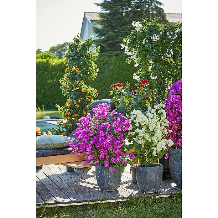 Piardino Drillingsblume Spalier - Bougainvillea glabra, Topfgröße: 19 cm - Eine Nahaufnahme von üppigen Bougainvillea-Blüten in Töpfen, die ein Gartenambiente mit lebendigen Farben und rustikalem Charme erzeugen.