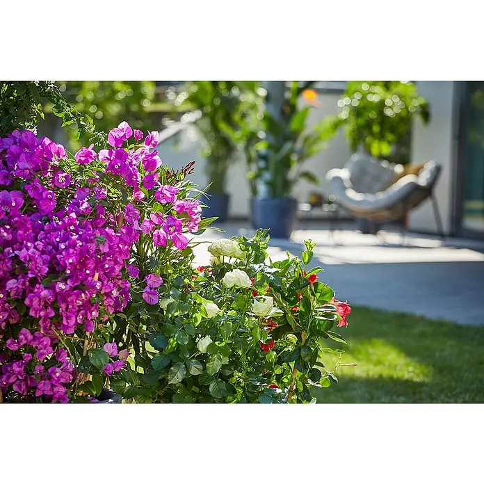 Piardino Drillingsblume Spalier - Bougainvillea glabra, Topfgröße: 19 cm - Nahaufnahme eines üppigen Gartens mit Bougainvillea und Rosen, die ein charmantes Ambiente im Freien schaffen. Der Sessel im Hintergrund lädt zum Verweilen ein.