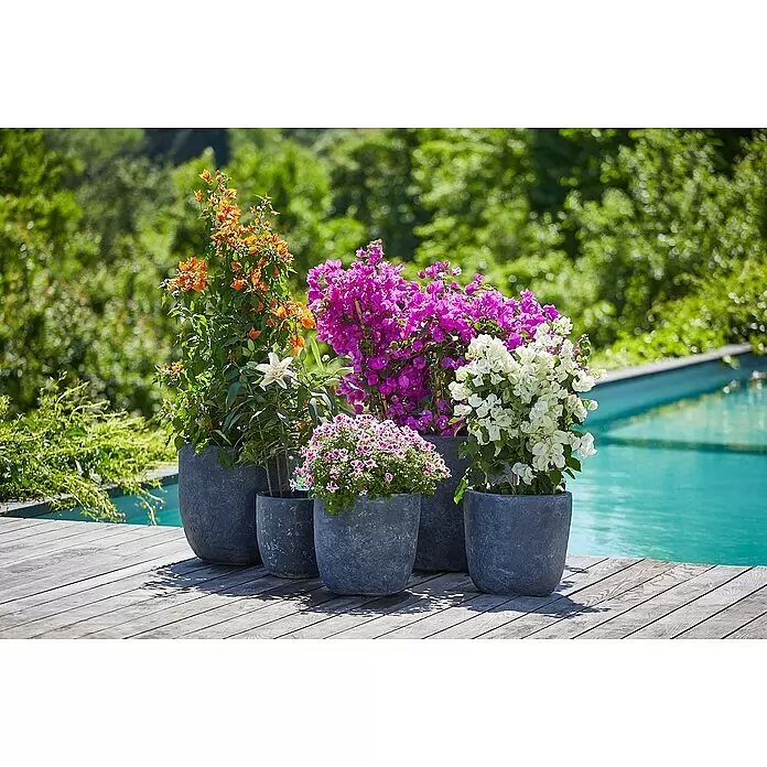 Piardino Drillingsblume Spalier - Bougainvillea glabra, Topfgröße: 21 cm - Fünf graue, stein-texturierte Pflanzgefäße mit verschiedenen Blumen, auf einer Holzterrasse neben einem Pool.