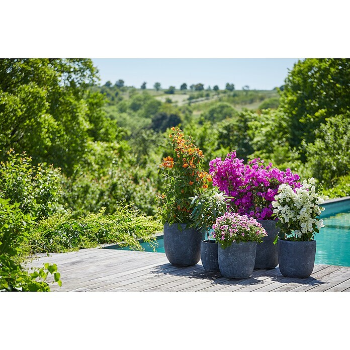 Bougainvillea spectabilis 21 Flachspalie