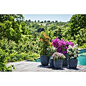 Bougainvillea spectabilis 21 Flachspalie
