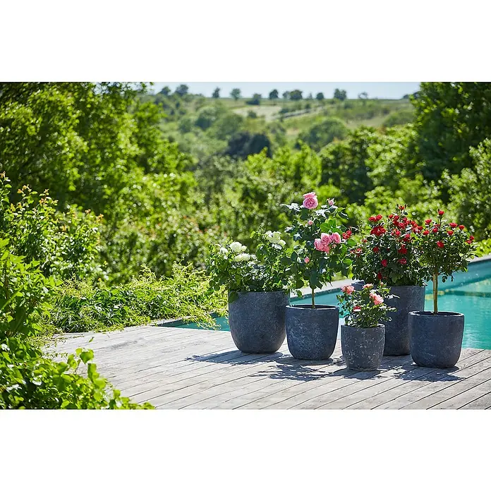 Piardino Rosenstämmchen - Rosa Hybride, Sortenabhängig - Eine Gruppe von Blumentöpfen mit blühenden Rosen auf einer hölzernen Terrasse, die ein elegantes und natürliches Ambiente schaffen.