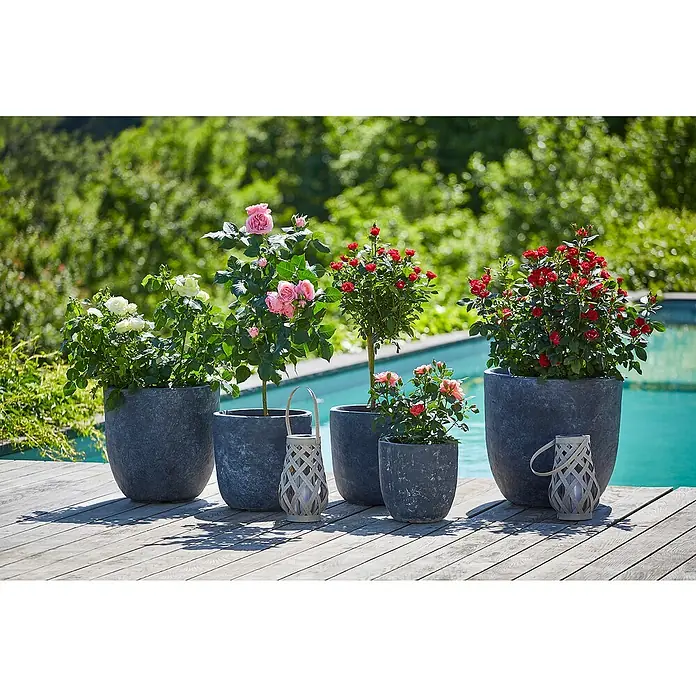 Piardino Strauchrose - Rosa x 'Zepeti'®, Topfvolumen: 2 l, Rubinrot - Blumenarrangements im Freien. Die grauen Pflanzgefäße beherbergen verschiedenfarbige Rosenbüsche und verleihen der Gartengestaltung einen Farbtupfer.