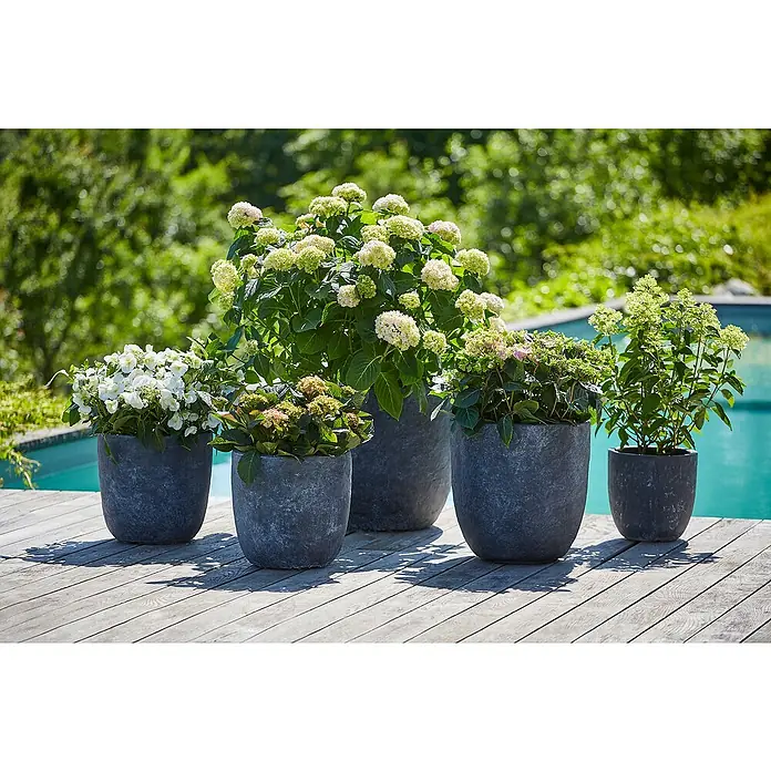 Piardino Hortensie - Hydrangea 'Endless Summer'®, Blau/Rosa/Weiß - Eine Reihe grauer Pflanzgefäße mit üppigen Hortensien in verschiedenen Blütenfarben, die eine stilvolle Gartendekoration bilden.