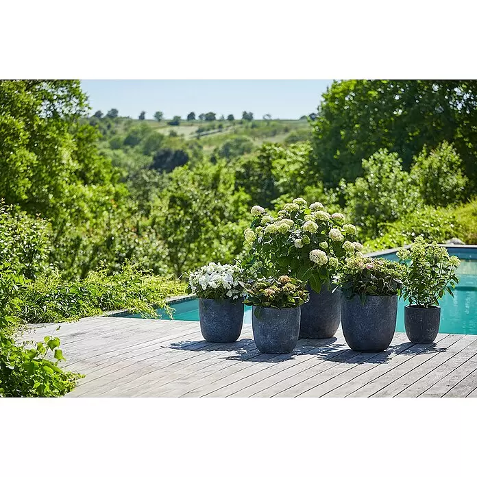 Piardino Bauernhortensie - Hydrangea macrophylla 'Runaway Bride'®, Weiß - Stimmungsaufnahme