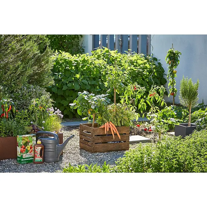 Piardino Peperoni - Capsicum peperomia, 14 cm, Erntezeit: Juli - Ein üppiger Gemüsegarten mit gesunden Pflanzen, präsentiert in rustikalen Holzkisten und Töpfen. Dünger und Gießkanne stehen bereit.