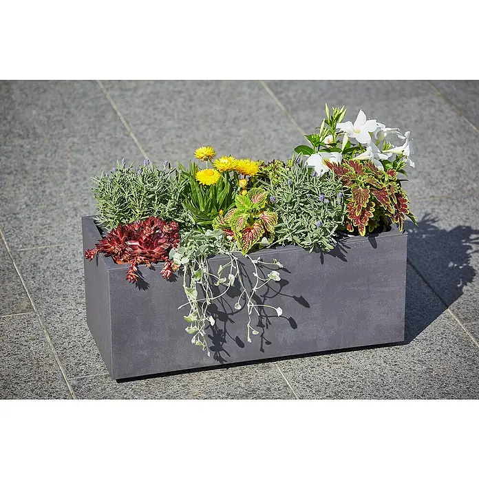 Piardino Buntnessel - Coleus blumei, Topfgröße: 12 cm - Rechteckiger Pflanzkasten aus dunklem Material mit einer üppigen Bepflanzung aus verschiedenen Blumen und Grünpflanzen, die eine schöne Optik bieten.