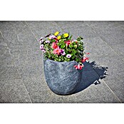 Kapkörbchen (Topfgröße: 10 cm, Sortenabhängig)