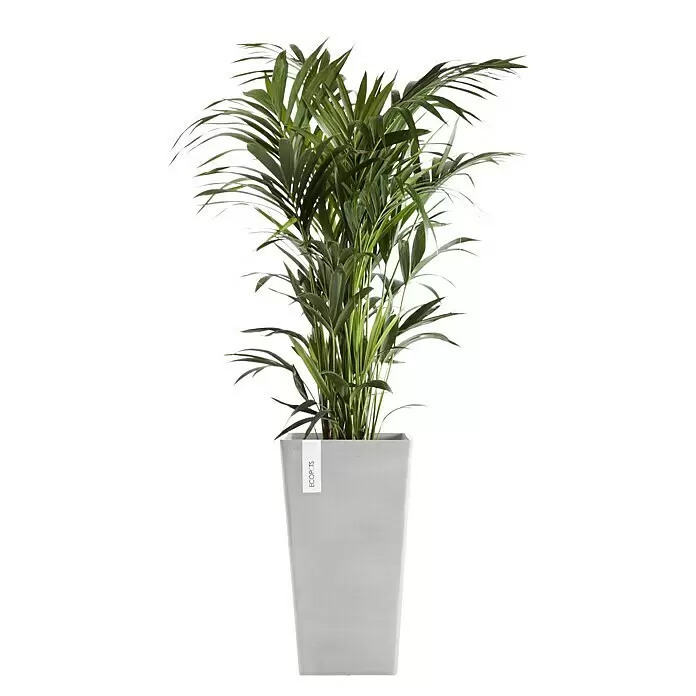 Ecopots Rotterdam Pflanzsäule eckig - Außenmaß (L x B x H): 30,5 x 30,5 x 50,5 cm, Kunststoff, Weiß, Grau - Grüne Palmenpflanze in einem hellgrauen, rechteckigen ECOPOTS Pflanzgefäß.