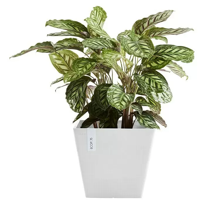 Ecopots Rotterdam Pflanzkasten - Außenmaß (L x B x H): 29,5 x 29,5 x 26,4 cm, Kunststoff, Weiß - Vorderansicht