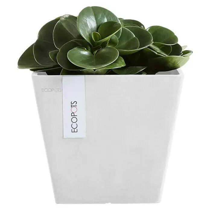 Ecopots Rotterdam Pflanzkasten - Außenmaß (L x B x H): 20,3 x 20,3 x 17,8 cm, Kunststoff, Weiß - Saftig grüne Pflanze in einem weißen, texturierten ECOPOTS Rechtecktopf mit Markenetikett.
