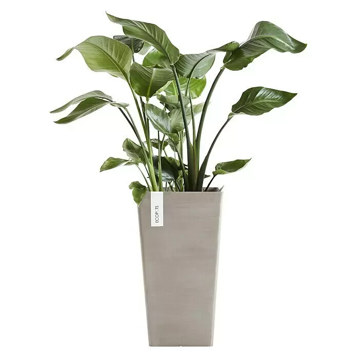 Ecopots Rotterdam Pflanzsäule eckig - Außenmaß (L x B x H): 30,5 x 30,5 x 50,5 cm, Kunststoff, Braungrau - Hohes, hellgraues, rechteckiges Pflanzgefäß mit einer grünen Blattpflanze und weißem 'ECOPOTS'-Etikett.