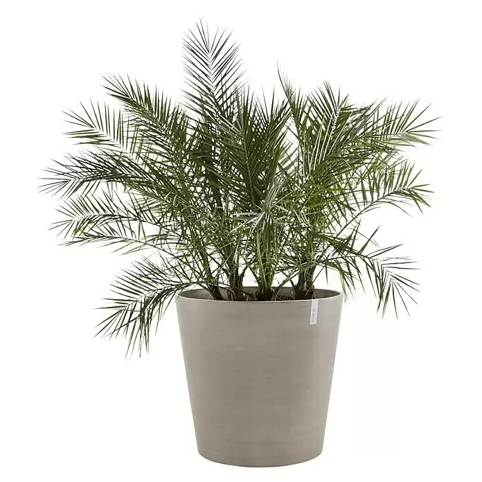 Ecopots Amsterdam Pflanzkübel rund Wheels - Außenmaß (Ø x H): 60 x 56 cm, Kunststoff, Braungrau, Ausstattung Pflanzgefäß: Rollen - Üppige grüne Palme in einem modernen grauen Topf.