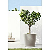 Ecopots Amsterdam Pflanzkübel rund Wheels (Außenmaß (Ø x H): 80 x 75 cm, Kunststoff, Braungrau, Ausstattung Pflanzgefäß: Rollen) | BAUHAUS