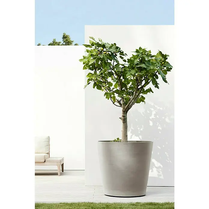 Ecopots Amsterdam Pflanzkübel rund Wheels - Außenmaß (Ø x H): 80 x 74,2 cm, Kunststoff, Braungrau, Ausstattung Pflanzgefäß: Rollen - Ein Feigenbaum im Topf. Das Bild zeigt einen attraktiven Feigenbaum, der in einem stilvollen, modernen Topf auf einer Terrasse steht.