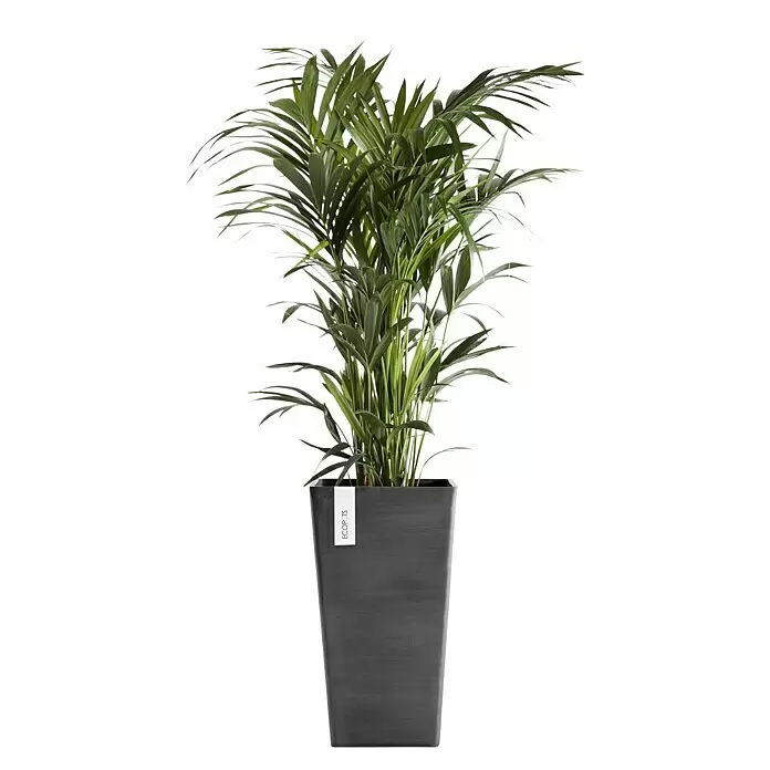 Ecopots Rotterdam Pflanzsäule eckig - Außenmaß (L x B x H): 30,5 x 30,5 x 50,5 cm, Kunststoff, Dunkelgrau - Ein hoher, dunkelgrauer rechteckiger Topf mit weißem 'ECOPOTS'-Etikett, der eine grüne Arekapalme enthält.