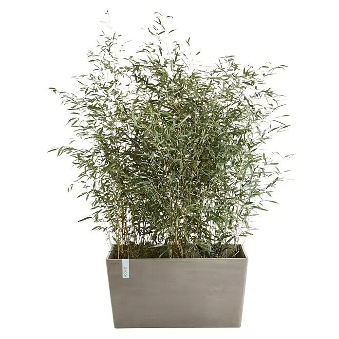 Ecopots Pflanzkasten Paris - Außenmaß (L x B x H): 99,7 x 46,4 x 51 cm, Kunststoff, Braungrau - Eine üppige Bambuspflanze in einem rechteckigen grauen Pflanzgefäß.