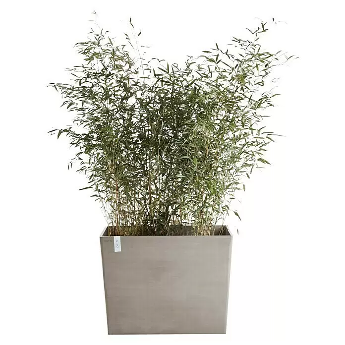 Ecopots Pflanzkasten Paris - Außenmaß (L x B x H): 85,2 x 39,5 x 65,8 cm, Kunststoff, Braungrau, Ausstattung Pflanzgefäß: Rollen - Rechteckiger grauer Pflanzkübel mit hohen grünen Bambuspflanzen.