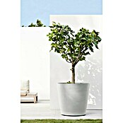 Ecopots Amsterdam Pflanzkübel rund Wheels (Außenmaß (Ø x H): 80 x 75 cm, Kunststoff, Weiß, Grau, Ausstattung Pflanzgefäß: Rollen) | BAUHAUS