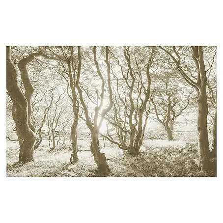 Komar Infinity 2 Fototapete Bleached Birch