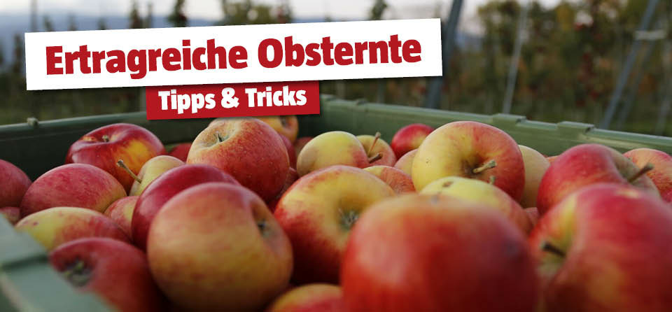 Äpfel
