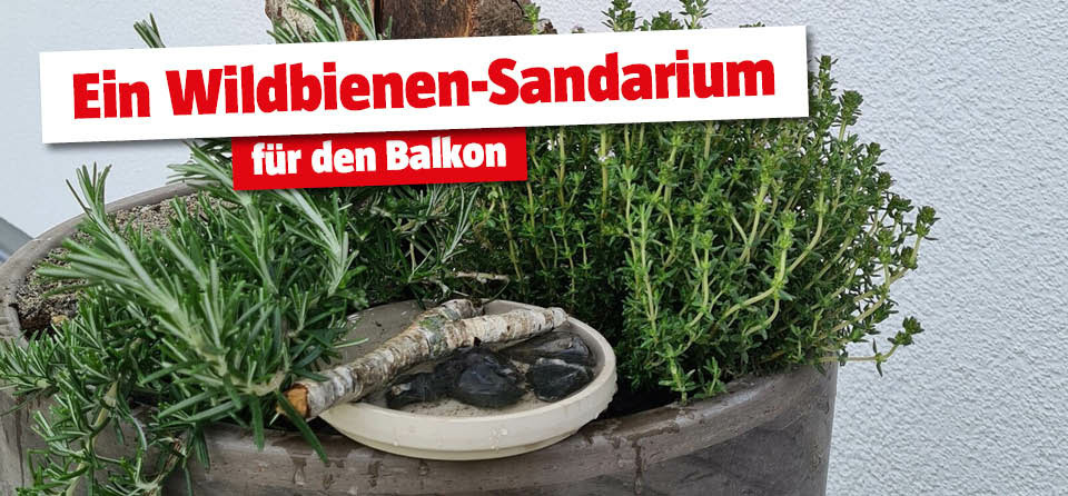 LP DIY Wildbienen Sandarium fuer Balkon: Buehne