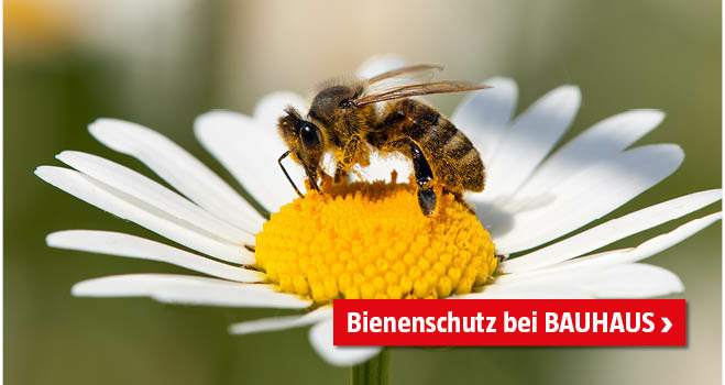 Teaser Bienenschutz