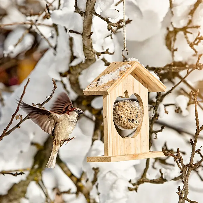 Windhager Meisenknödelhalter - L x B x H: 19 x 6 x 19,5 cm, Massivholz, Unbehandelt - Ein Spatz nähert sich einem hölzernen Vogelhaus mit einem Apfeldesign, das mit Vogelfutter gefüllt ist, inmitten einer verschneiten Winterlandschaft.