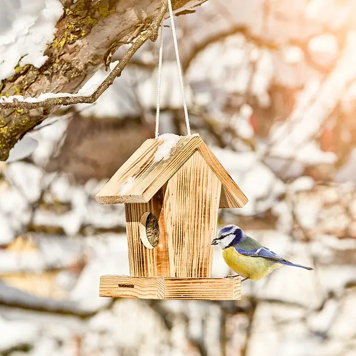 Windhager Vogelhaus - L x B x H: 18,5 x 14,5 x 23,5 cm, Natur, Geflammt, Holz - Ein hölzernes Vogelhaus hängt an einem Ast, während eine Blaumeise darauf sitzt und frisst. Das Häuschen ist mit etwas Schnee bedeckt.