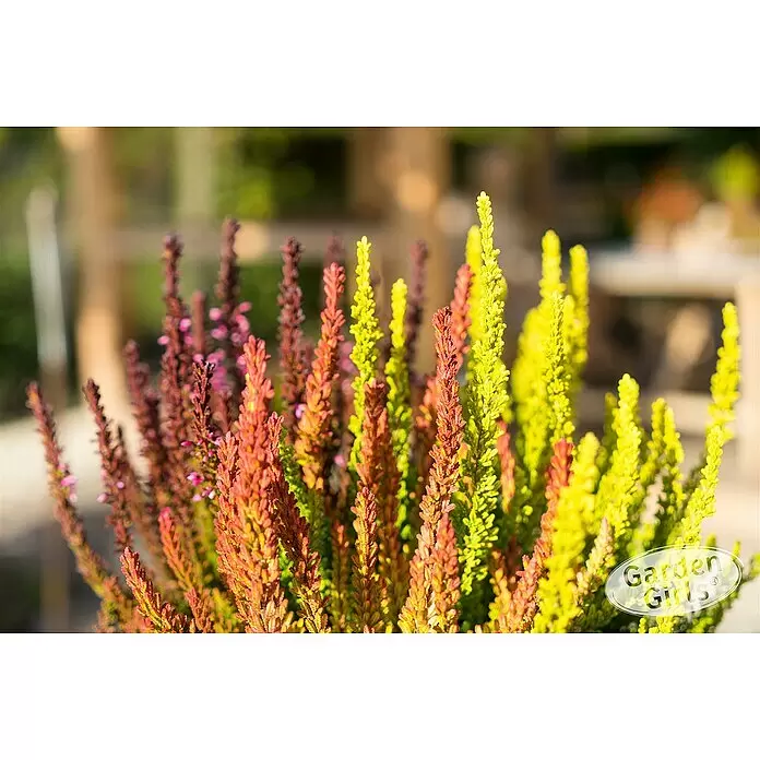 Piardino Besenheide Garden Girls Sunset fire - Calluna vulgaris, Topfgröße: 11 cm - Farbige Heidekrautpflanzen in Rottönen, Pink und leuchtendem Gelbgrün.