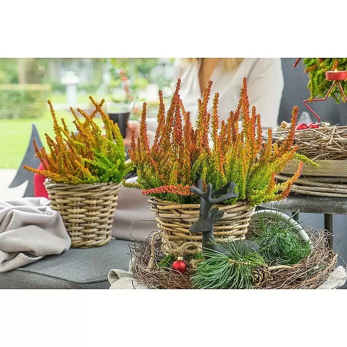 Piardino Besenheide Garden Girls Sunset fire - Calluna vulgaris, Topfgröße: 11 cm - Heidepflanzen in Weidenkörben, dekoriert mit Hirschfigur, Kiefernzweigen und roter Kugel für festliche Außendeko.