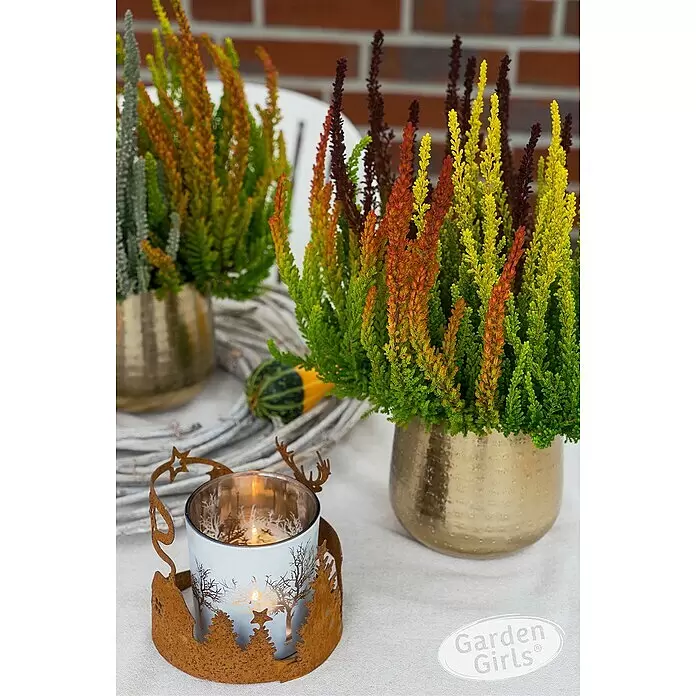 Piardino Besenheide Garden Girls Sunset fire - Calluna vulgaris, Topfgröße: 11 cm - Lebhafte, mehrfarbige Heidepflanzen in Goldtöpfen und ein Kerzenhalter aus Rostmetall mit Waldmotiv, für Herbstdeko.