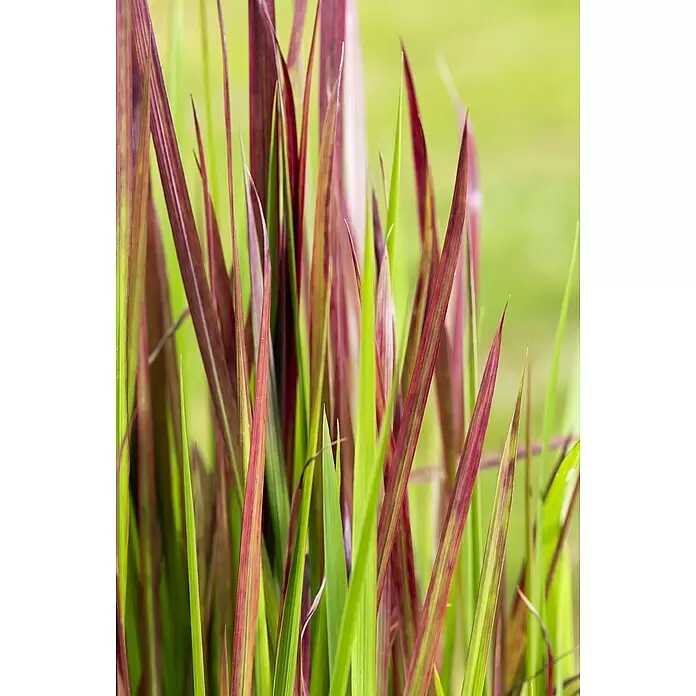 Piardino Federborstengras mit Wedel - Pennisetum setaceum 'Rubrum' - Ziergras mit schlanken roten und grünen Blättern.
