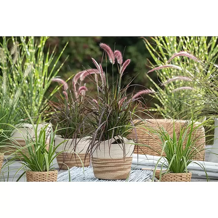 Piardino Federborstengras mit Wedel - Pennisetum setaceum 'Rubrum' - Topfziergräser in geflochtenen Körben, darunter purpurfarbenes Laub mit rosa Blütenrispen, im Garten.
