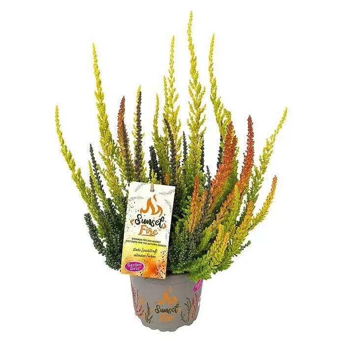 Piardino Besenheide Garden Girls Sunset fire - Calluna vulgaris, Topfgröße: 11 cm - Topfheidepflanze mit grünem, gelbem und orangefarbenem Laub, Markenetikett, in grauem Topf.