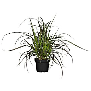 Piardino Federborstengras mit Wedel (Pennisetum setaceum 'Rubrum')