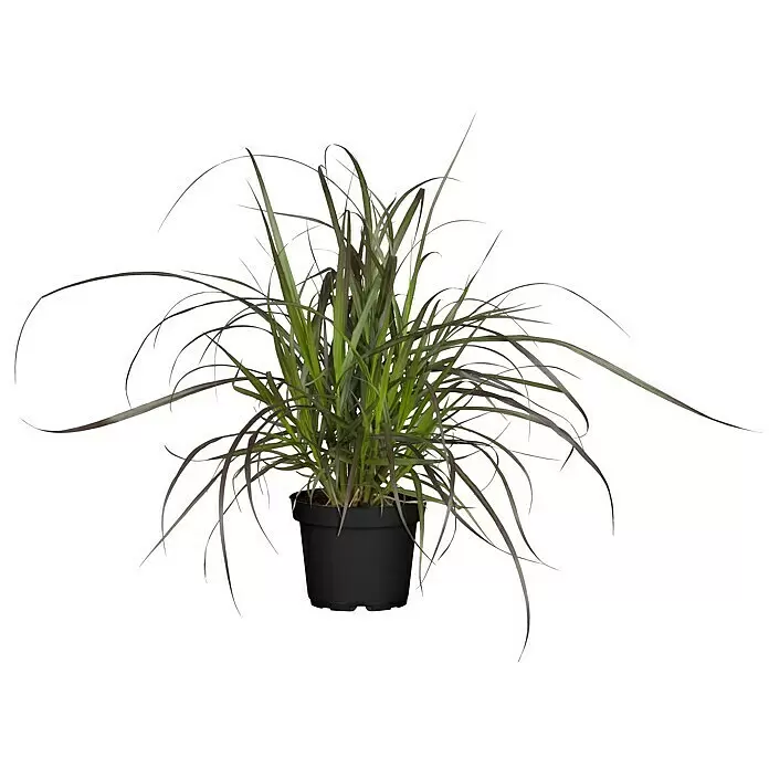 Piardino Federborstengras mit Wedel - Pennisetum setaceum 'Rubrum' - Topfpflanze mit langen grünen und dunklen Blättern in schwarzem Plastiktopf.