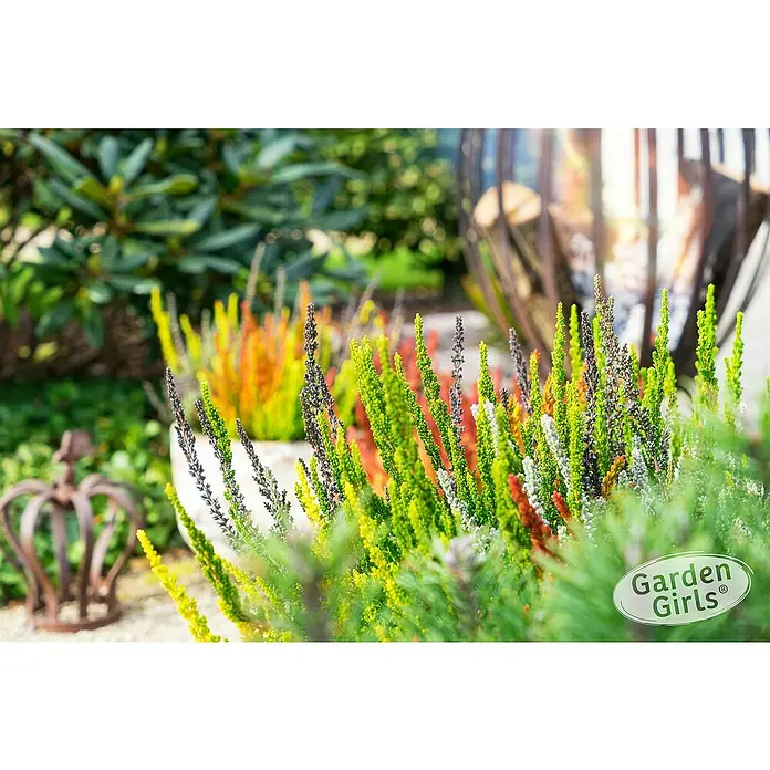Piardino Besenheide Garden Girls Sunset - Calluna vulgaris, Topfgröße: 17 cm - Nahaufnahme von farbenfrohen Erika-Pflanzen im Garten, die eine lebendige und natürliche Schönheit ausstrahlen.