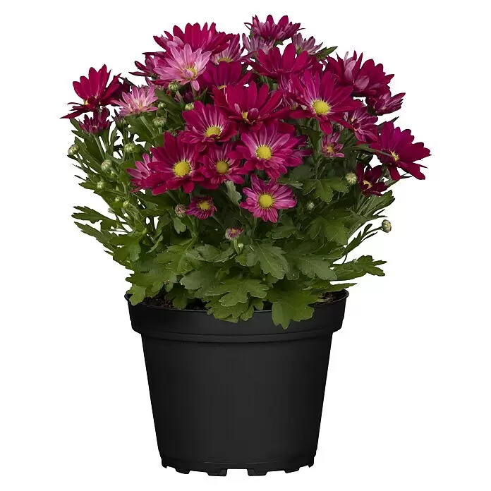 Herbst-Chrysantheme - Chrysanthemum indicum 'Swifty', Topfgröße: 10 cm, Verschiedene Farben - Topfpflanze mit leuchtend rosa und magentafarbenen Chrysanthemenblüten in einem schwarzen Topf.