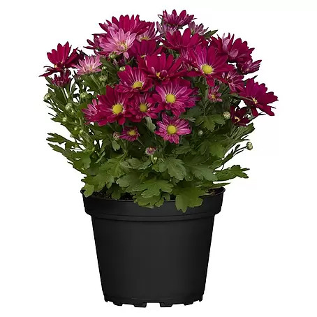 Herbst-Chrysantheme